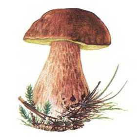 Поговорки про грибы